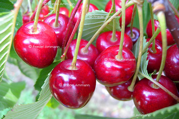 IMPRESSIONEN - Natur 2 - Kirschen