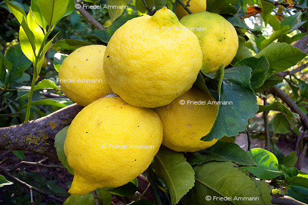 IMPRESSIONEN - Natur 2 - Zitronen