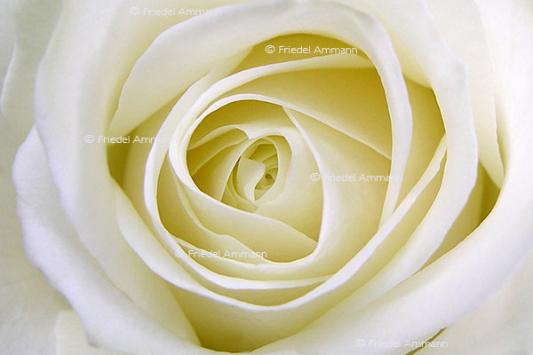 IMPRESSIONEN - Natur 2 - Rose