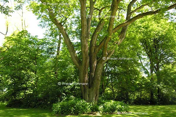IMPRESSIONEN - Natur 2
