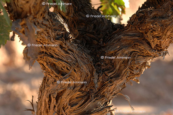 IMPRESSIONEN - Natur 2 - Rebstock