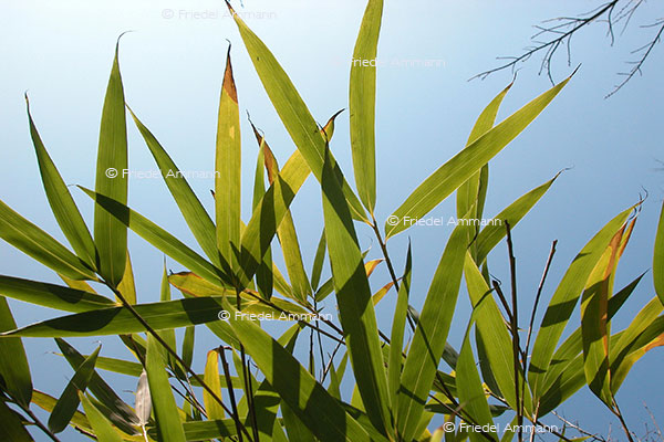 IMPRESSIONEN - Natur 2 - Schilf