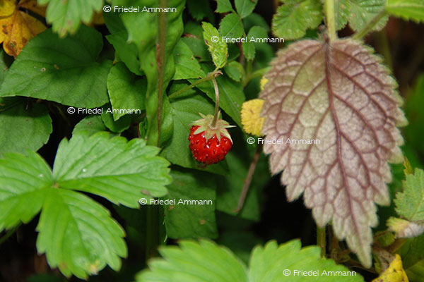 IMPRESSIONEN - Natur 2 – Walderdbeere