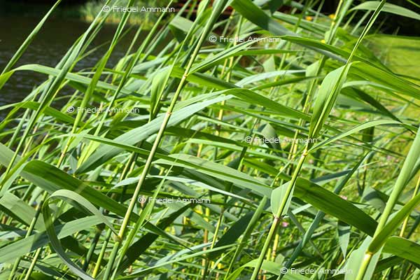 IMPRESSIONEN - Natur 2 - Schilf