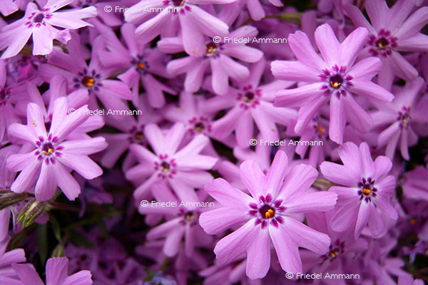 IMPRESSIONEN - Natur 2