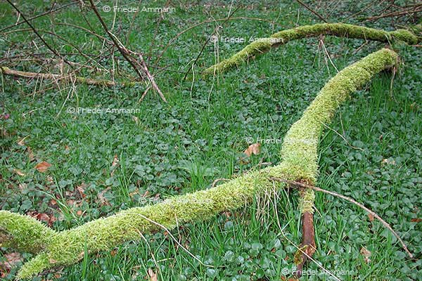IMPRESSIONEN - Natur 2