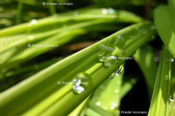 IMPRESSIONEN - Natur 2 - Gras