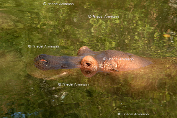 IMPRESSIONEN - Zoologischer Garten Basel / Flusspferd