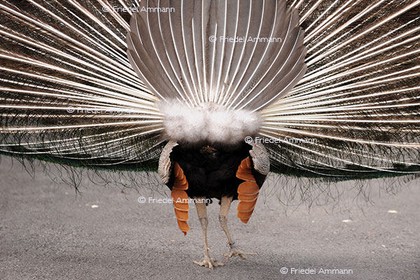IMPRESSIONEN - Zoologischer Garten Basel / Pfau