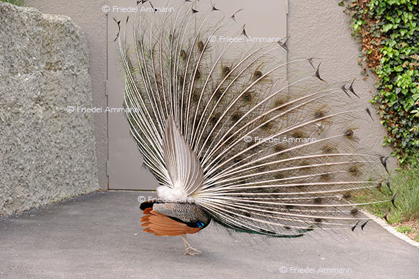 IMPRESSIONEN - Zoologischer Garten Basel / Pfau