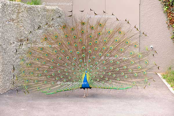 IMPRESSIONEN - Zoologischer Garten Basel / Pfau
