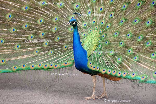 IMPRESSIONEN - Zoologischer Garten Basel / Pfau