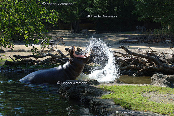 IMPRESSIONEN - Zoologischer Garten Basel / Flusspferd