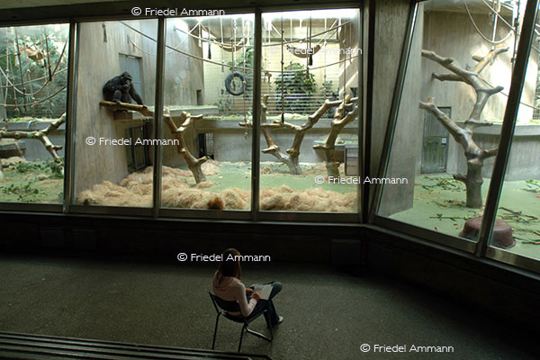 IMPRESSIONEN - Zoologischer Garten Basel / Affenhaus