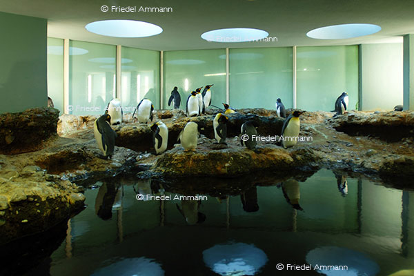 IMPRESSIONEN - Zoologischer Garten Basel / Königspinguine