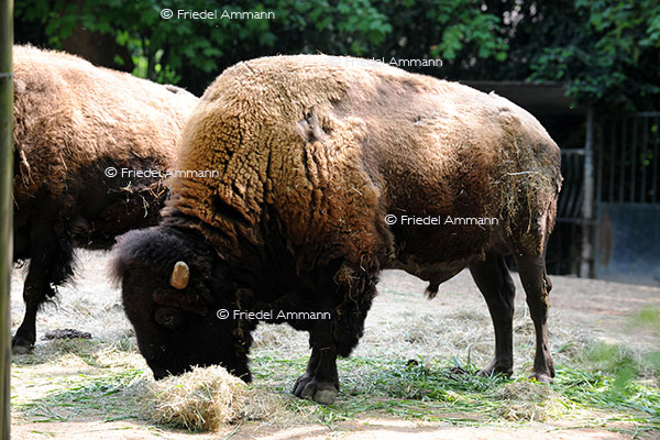 IMPRESSIONEN - Zoologischer Garten Basel / Bisons
