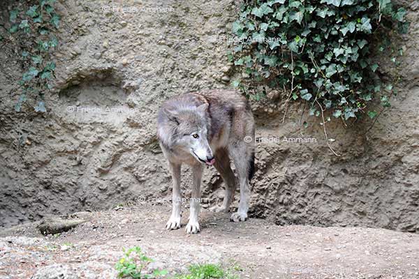 IMPRESSIONEN - Zoologischer Garten Basel / Wolf