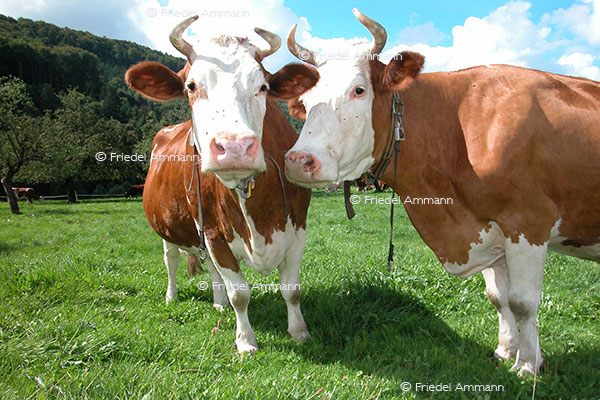 IMPRESSIONEN - Tiere - Rotes Fleckvieh