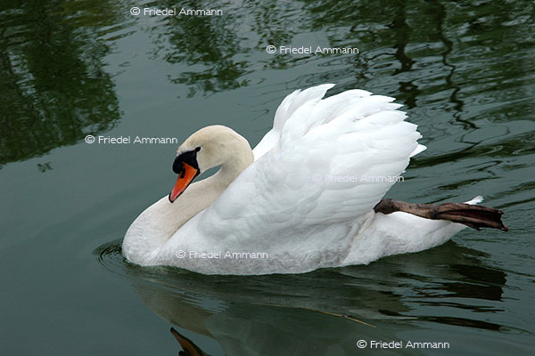 IMPRESSIONEN - Tiere - Schwan