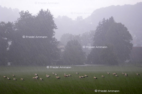 IMPRESSIONEN - Tiere - Störche