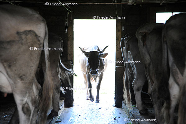 IMPRESSIONEN - Tiere - Schweizer Braunvieh