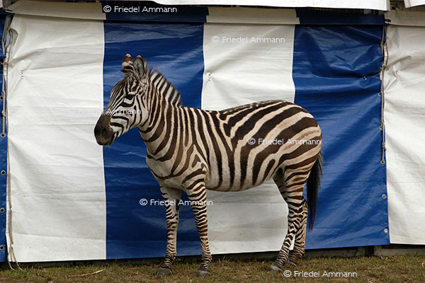 IMPRESSIONEN - Tiere - Zebra