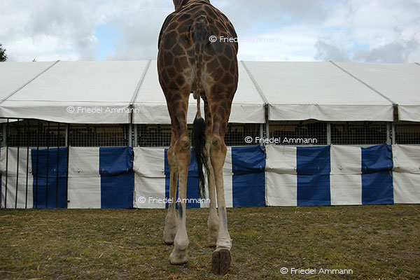 IMPRESSIONEN - Tiere - Giraffe