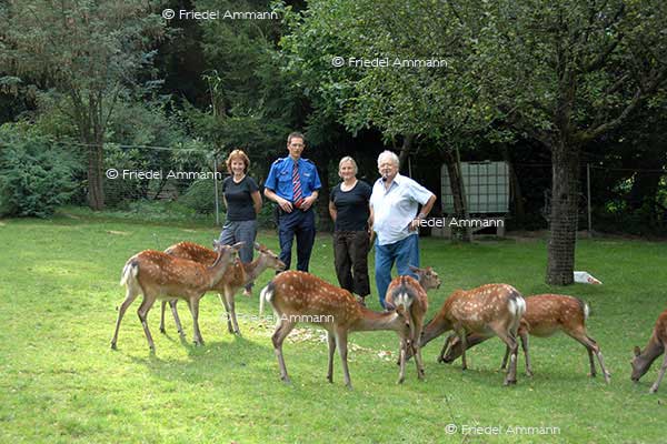 IMPRESSIONEN - Tiere - Reh