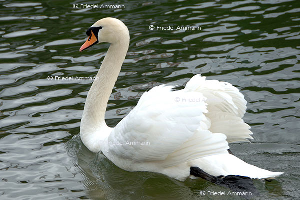  IMPRESSIONEN - Tiere - Schwan 