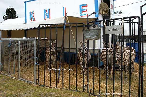 IMPRESSIONEN - Tiere - Zebras