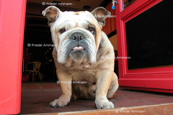 IMPRESSIONEN - Tiere - Boxerhund