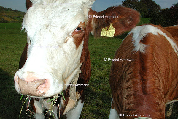 IMPRESSIONEN - Tiere - Rotes Fleckvieh