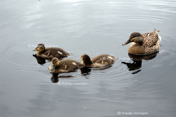 IMPRESSIONEN - Tiere - Entenfamilie