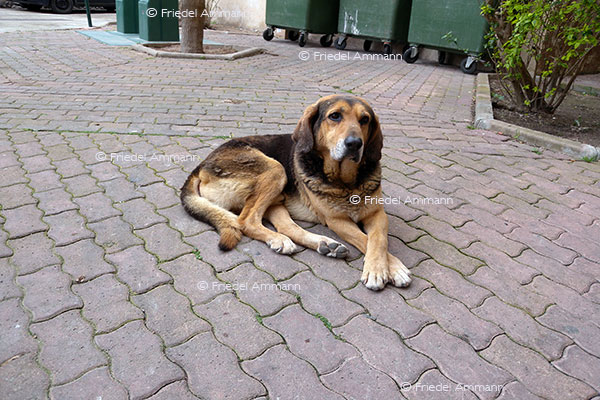 IMPRESSIONEN - Tiere – Korsischer Kampfhund