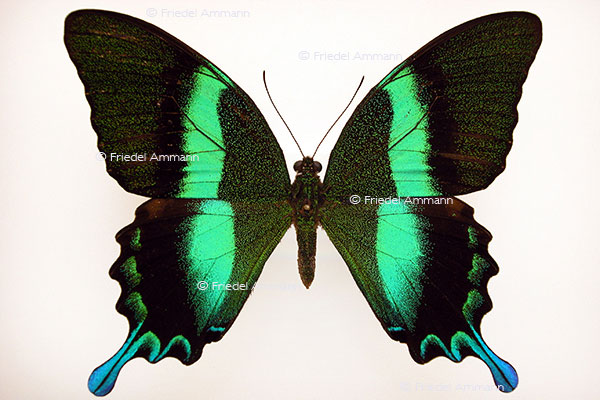 IMPRESSIONEN - Tiere - Schmetterling