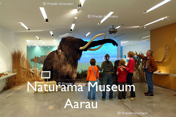KULTUR – Naturama Museum – Aarau, Schweiz