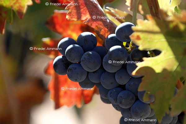 LEBEN - Essen & Trinken