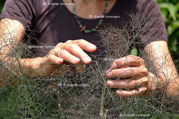 LEBEN - Gesundheit / health - Wilder Fenchel 