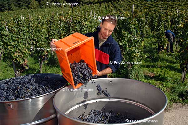 LEBEN - Arbeit / work - Weinbauer