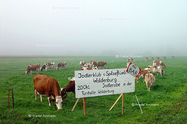 SCHWEIZ - Impressionen 1