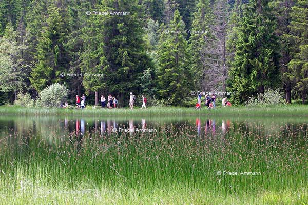 SCHWEIZ - Impressionen 2 - Etang de la Gruère, Jura 