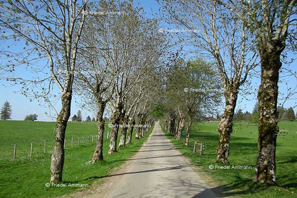 SCHWEIZ - Jura