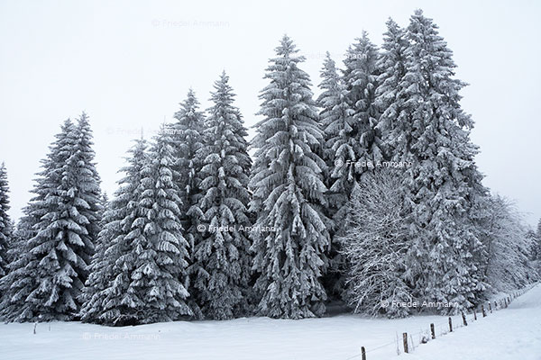 SCHWEIZ - Jura - Freiberge 
