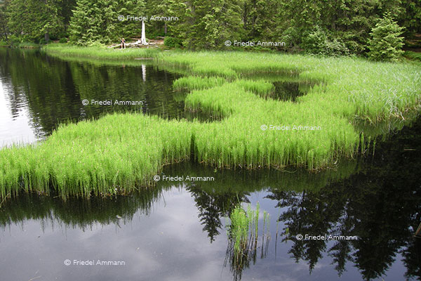 SCHWEIZ - Jura - Etang de la Gruère