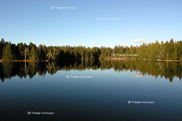 SCHWEIZ - Jura - Etang de la Gruère 