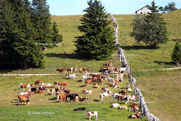 SCHWEIZ - Jura - Creux du Van