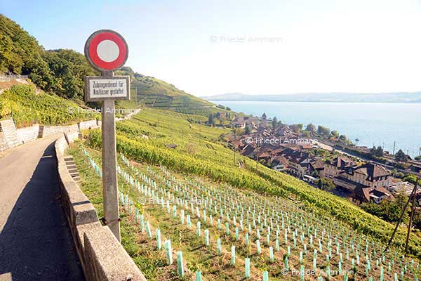 SCHWEIZ - Mittelland - Twann