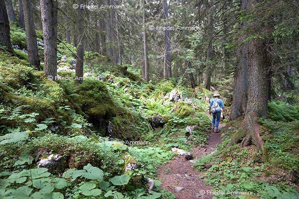 SCHWEIZ - Wandern - Klewenalp