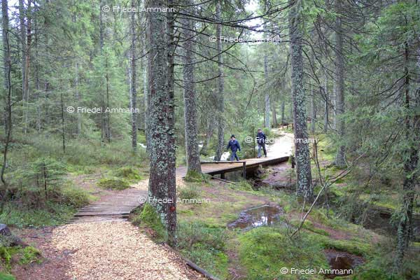 SCHWEIZ - Wandern - Etang de la Gruère