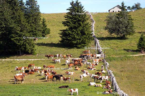 SCHWEIZ - Landwirtschaft - Jura